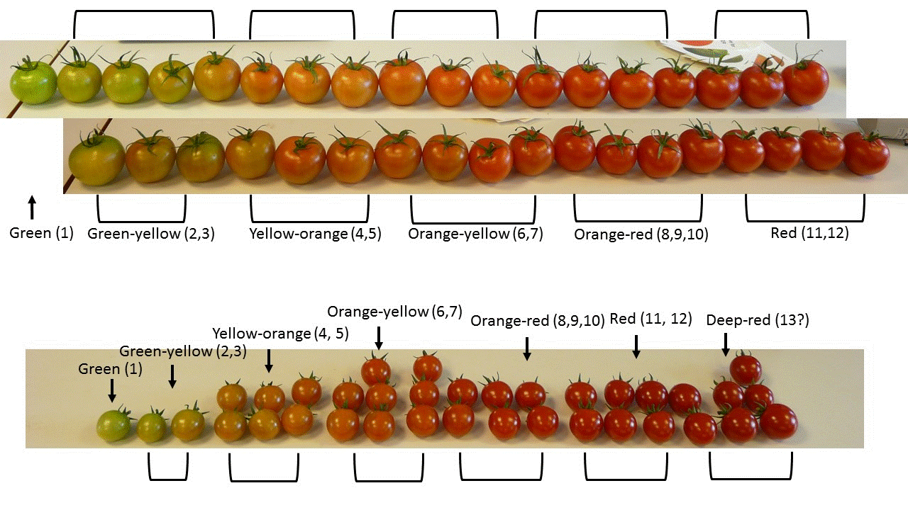 Tomato Color Chart